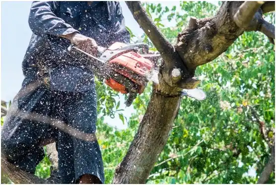 tree services West York